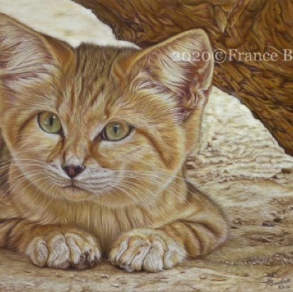 Having a Rest - 56 hours
Brown Pastelmat Board
13" x 18.5"
Ref: My own photo